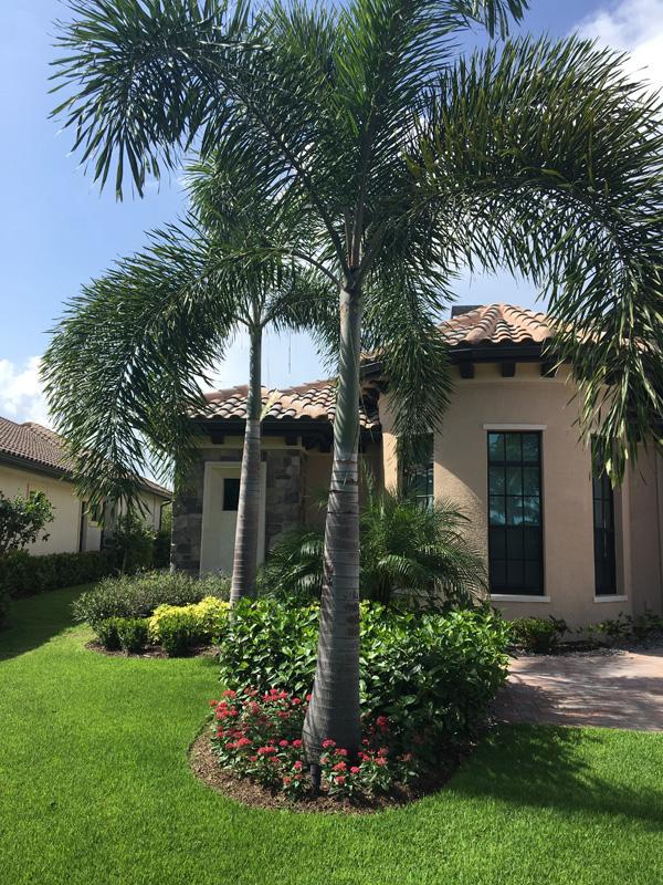 Foxtail Palm